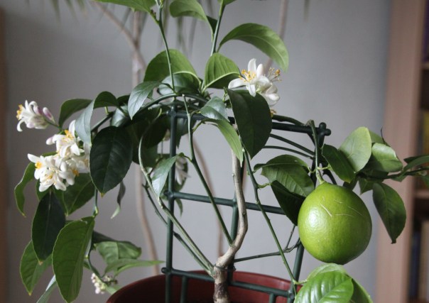 Sukkot Zitrone auf meinem Fensterbrett