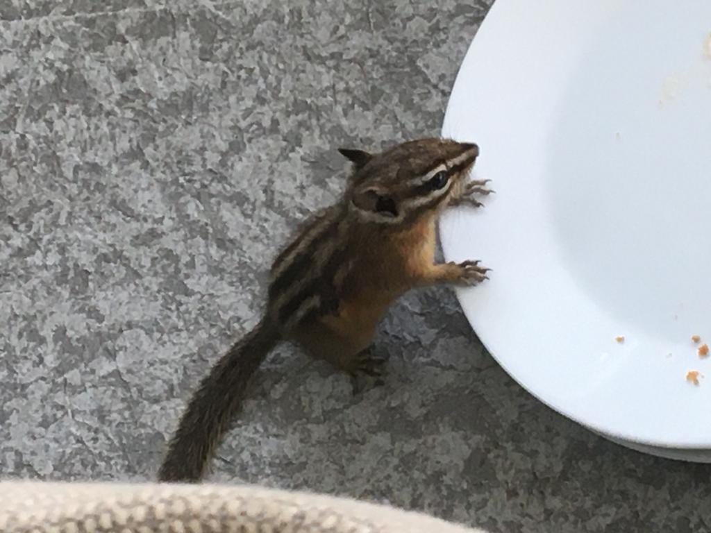 Chipmunk aus den Geschichten der Sinixt