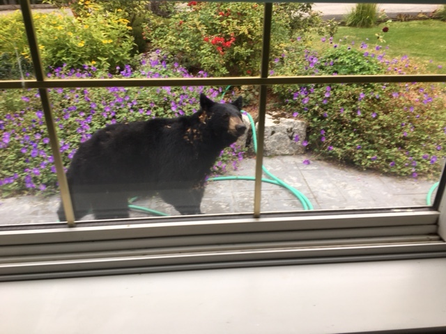 Der kleine Schwarzbär in unserem Garten