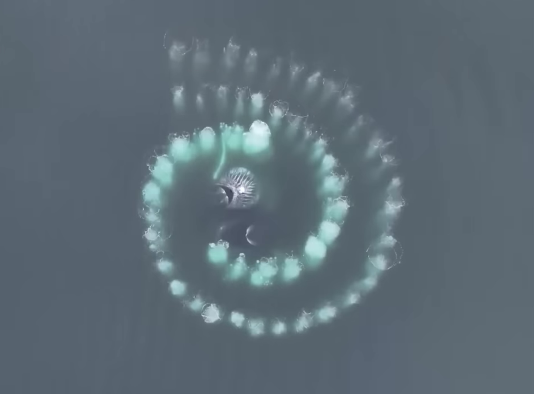 Perfekte Spirale von Buckelwale
