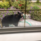 Der kleine Schwarzbär in unserem Garten