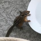 Chipmunk aus den Geschichten der Sinixt