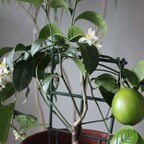 Sukkot Zitrone auf meinem Fensterbrett