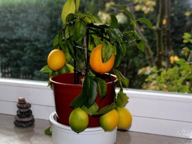 Sukkot Zitrone auf meinem Fensterbrett 1